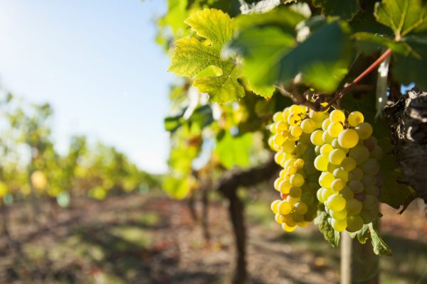 Grappe de raisin dans les vignes