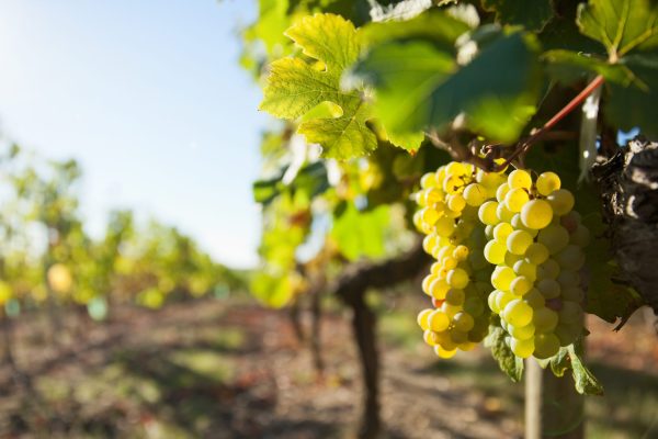 Grappe de raisin dans les vignes